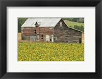Sunflowers and Old Barn, near Oamaru, North Otago, South Island, New Zealand Fine Art Print