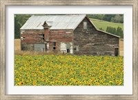 Sunflowers and Old Barn, near Oamaru, North Otago, South Island, New Zealand Fine Art Print