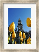 Tulips and Municipal Chambers Clocktower, Octagon, Dunedin, New Zealand Fine Art Print