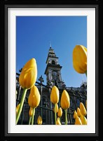 Tulips and Municipal Chambers Clocktower, Octagon, Dunedin, New Zealand Fine Art Print
