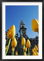 Tulips and Municipal Chambers Clocktower, Octagon, Dunedin, New Zealand Fine Art Print