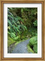 Ferns and Path, Lake Matheson, South Island, New Zealand Fine Art Print