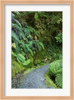 Ferns and Path, Lake Matheson, South Island, New Zealand Fine Art Print