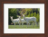 White Fallow Deer, near Queenstown, Otago, South Island, New Zealand Fine Art Print