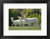 White Fallow Deer, near Queenstown, Otago, South Island, New Zealand Fine Art Print