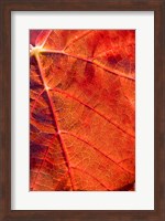 Autumn leaf, Domain Road Vineyard, South Island, New Zealand Fine Art Print