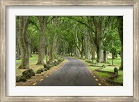Twin Oaks Drive, Paths, North Island, New Zealand Fine Art Print