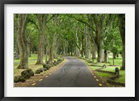 Twin Oaks Drive, Paths, North Island, New Zealand Fine Art Print