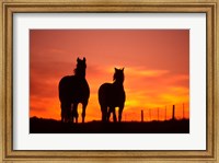Horses at Sunset near Ranfurly, Maniototo, Central Otago Fine Art Print