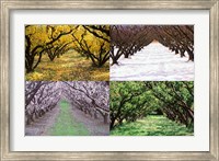 Orchard through the Seasons, Central Otago, South Island, New Zealand Fine Art Print