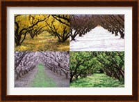 Orchard through the Seasons, Central Otago, South Island, New Zealand Fine Art Print