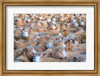 Mob of Sheep in Yard Fine Art Print