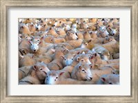Mob of Sheep in Yard Fine Art Print