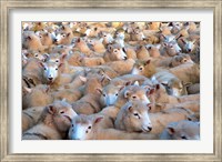 Mob of Sheep in Yard Fine Art Print