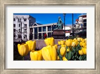 Yellow tulips, Octagon, Dunedin, New Zealand Fine Art Print
