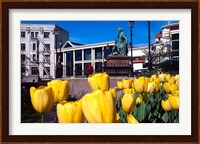 Yellow tulips, Octagon, Dunedin, New Zealand Fine Art Print