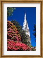 Rhododendrons and First Church, Dunedin, New Zealand Fine Art Print