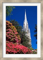 Rhododendrons and First Church, Dunedin, New Zealand Fine Art Print