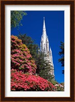 Rhododendrons and First Church, Dunedin, New Zealand Fine Art Print