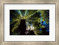 Tree Ferns, Catlins, South Island, New Zealand Fine Art Print
