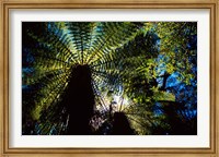 Tree Ferns, Catlins, South Island, New Zealand Fine Art Print