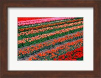 Tulip Fields, Tapanui, Southland, New Zealand Fine Art Print
