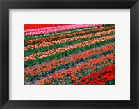 Tulip Fields, Tapanui, Southland, New Zealand Fine Art Print