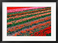 Tulip Fields, Tapanui, Southland, New Zealand Fine Art Print