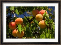 Agriculture, Apricot orchard, South Island, New Zealand Fine Art Print