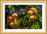Agriculture, Apricot orchard, South Island, New Zealand Fine Art Print