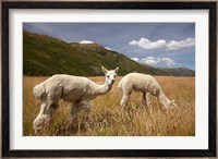 Alpacas by Gibbston River Trail, Gibbston Valley, Southern Lakes District, South Island, New Zealand Fine Art Print