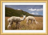 Alpacas by Gibbston River Trail, Gibbston Valley, Southern Lakes District, South Island, New Zealand Fine Art Print