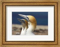 Australasian Gannet tropical bird, Hawkes Bay New Zealand Fine Art Print