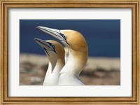 Australasian Gannet tropical bird, Hawkes Bay New Zealand Fine Art Print