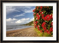 Beach, Pohutukawa, Thornton Bay, No Island, New Zealand Fine Art Print