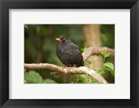 Blackbird, Karori Wildlife, North Island, New Zealand Fine Art Print