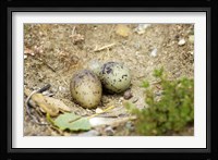 Black-Fronted Tern eggs, South Island, New Zealand Fine Art Print