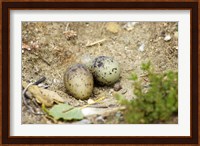 Black-Fronted Tern eggs, South Island, New Zealand Fine Art Print