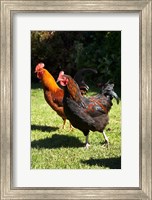 Chickens, Farm animal, Port Chalmers, New Zealand Fine Art Print