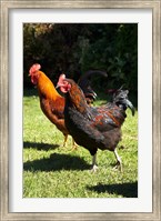 Chickens, Farm animal, Port Chalmers, New Zealand Fine Art Print