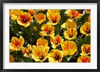 Close up of Tulips, West Otago, South Island, New Zealand Fine Art Print