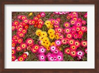 Colourful Flowers, Marine Parade, Napier, Hawkes Bay, North Island, New Zealand Fine Art Print