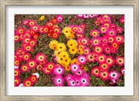 Colourful Flowers, Marine Parade, Napier, Hawkes Bay, North Island, New Zealand Fine Art Print