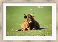Cow, Farm Animal, Dunedin, South Island, New Zealand Fine Art Print
