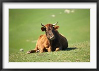 Cow, Farm Animal, Dunedin, South Island, New Zealand Fine Art Print