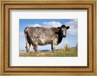 Cow, Strath Taieri, near Dunedin, Otago, South Island, New Zealand Fine Art Print