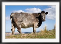 Cow, Strath Taieri, near Dunedin, Otago, South Island, New Zealand Fine Art Print