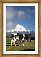 Dairy Cows, Farm animals, Taranaki, New Zealand Fine Art Print