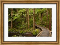 Footbridge over Waikoromiko Stream and forest, North Island, New Zealand Fine Art Print