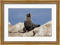Fur Seal, Kaikoura Coast, South Island, New Zealand Fine Art Print